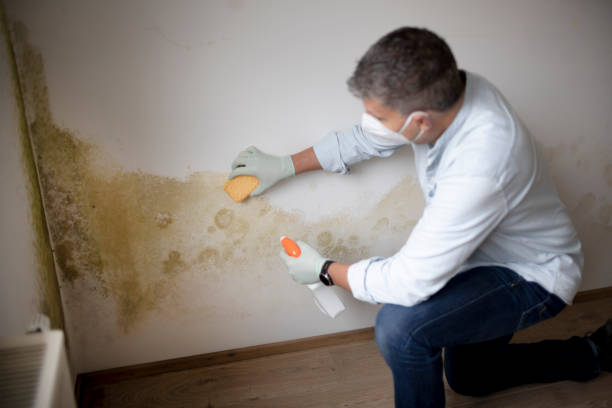 Best Real Estate Mold Inspection  in Bloomington, IL