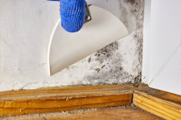 Asbestos and Lead Testing During Mold Inspection in Bloomington, IL