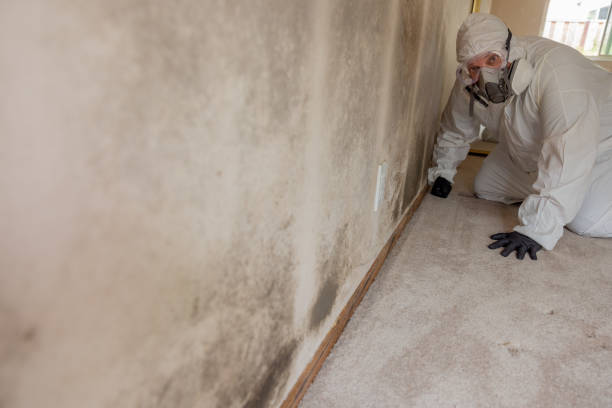 Best Asbestos and Lead Testing During Mold Inspection  in Bloomington, IL