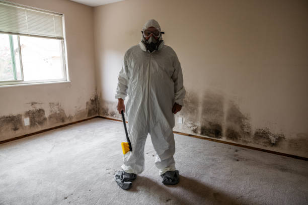 Mold Odor Removal Services in Bloomington, IL